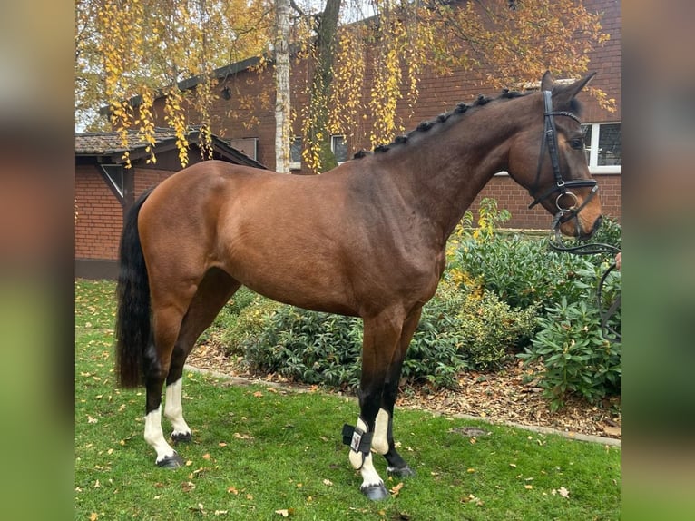 Sang-chaud Mecklembourg Jument 3 Ans 162 cm Bai in Hopsten