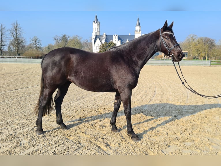 Sang-chaud Mecklembourg Jument 3 Ans 162 cm Noir in Kartlow