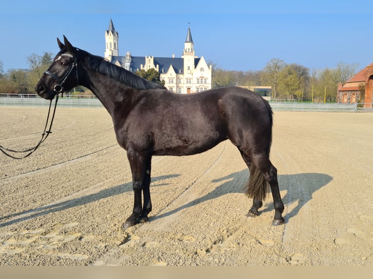 Sang-chaud Mecklembourg Jument 3 Ans 162 cm Noir in Kartlow