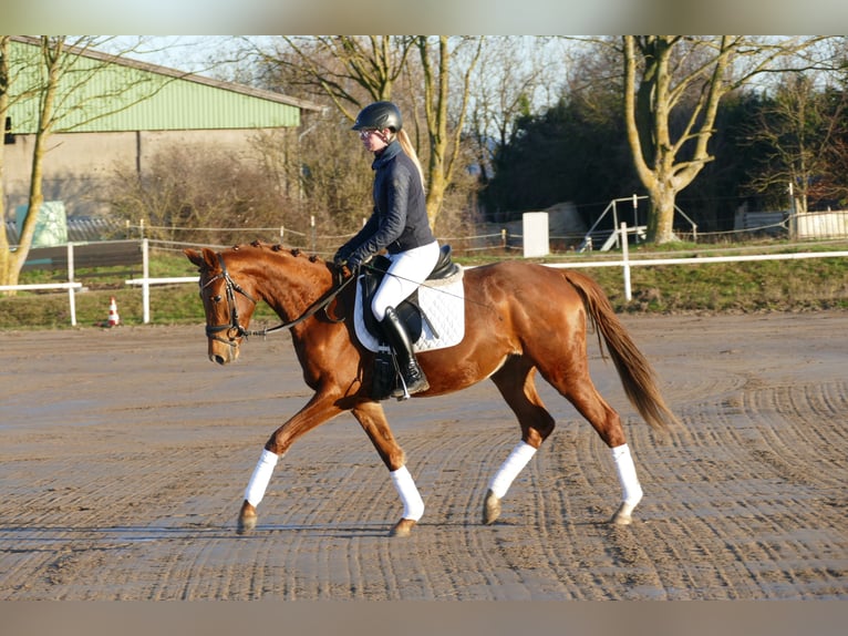 Sang-chaud Mecklembourg Jument 4 Ans 160 cm Alezan in Ganschow