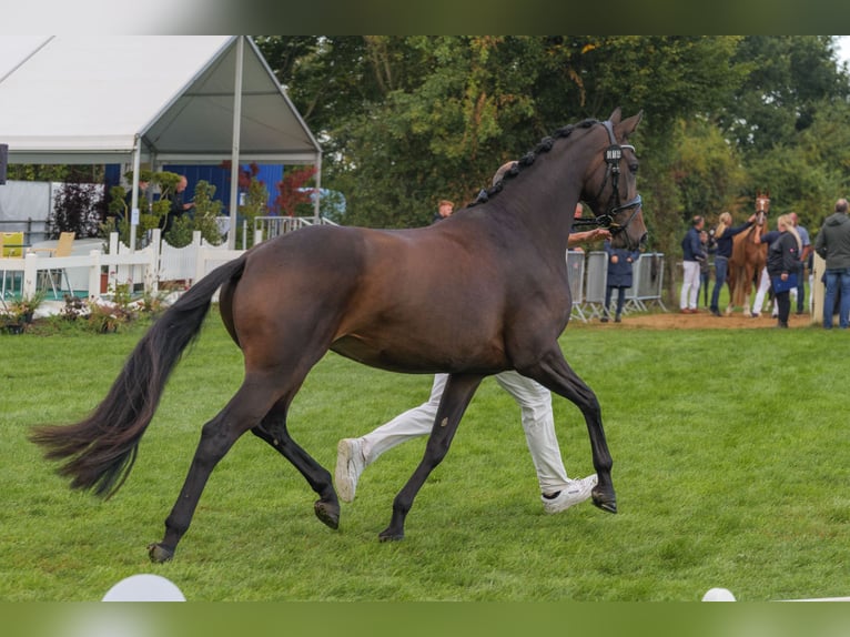 Sang-chaud Mecklembourg Jument 4 Ans 168 cm Bai brun in Bremen