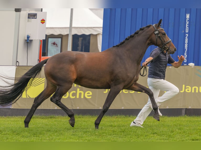 Sang-chaud Mecklembourg Jument 4 Ans 168 cm Bai brun in Bremen