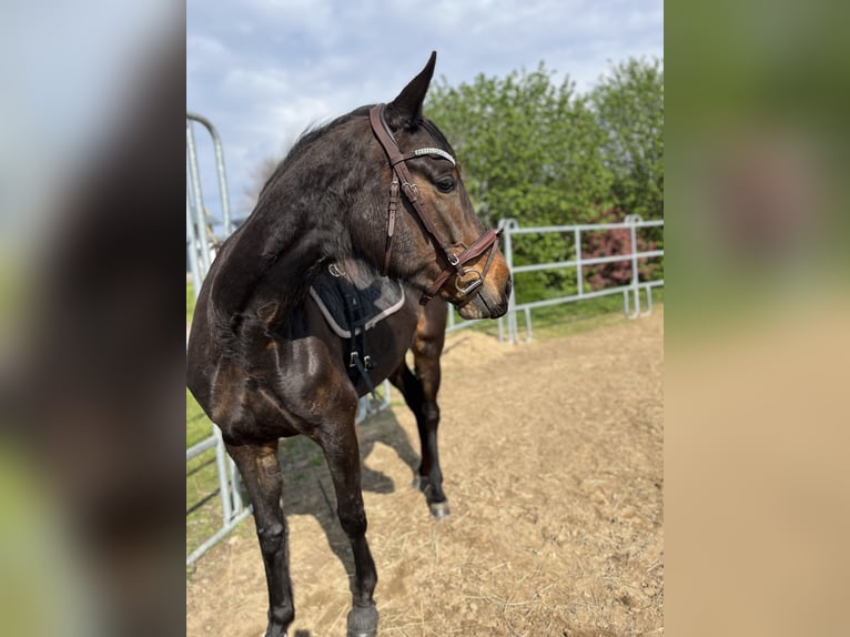 Sang-chaud Mecklembourg Jument 4 Ans 168 cm Bai brun in S&#xFC;dm&#xFC;ritz