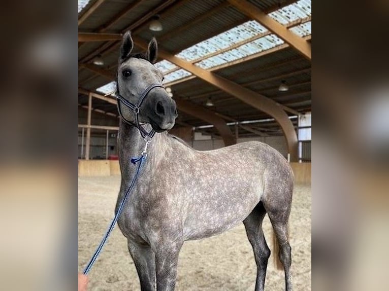 Sang-chaud Mecklembourg Jument 4 Ans 169 cm Gris in Malchin