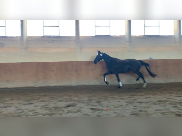 Sang-chaud Mecklembourg Jument 4 Ans 169 cm Noir in Rostock