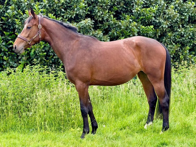 Sang-chaud Mecklembourg Jument 4 Ans 175 cm Bai in Ratingen