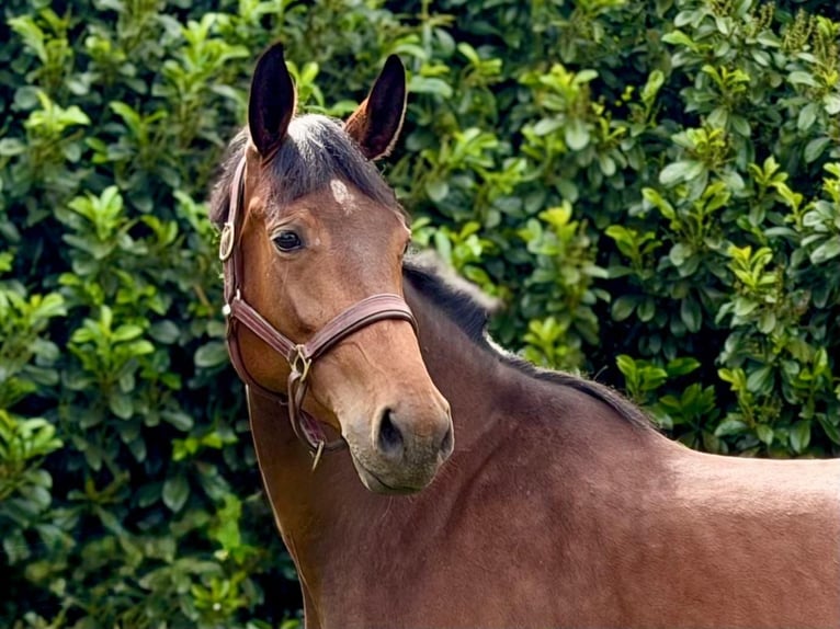 Sang-chaud Mecklembourg Jument 4 Ans 175 cm Bai in Ratingen