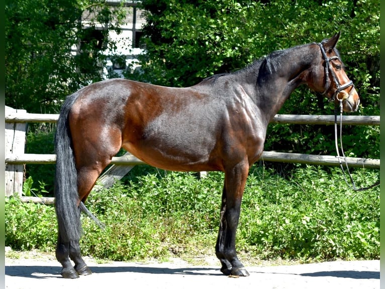 Sang-chaud Mecklembourg Jument 5 Ans 160 cm Bai in Ratingen