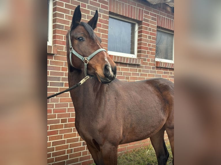 Sang-chaud Mecklembourg Jument 5 Ans 161 cm Bai in Ducherow