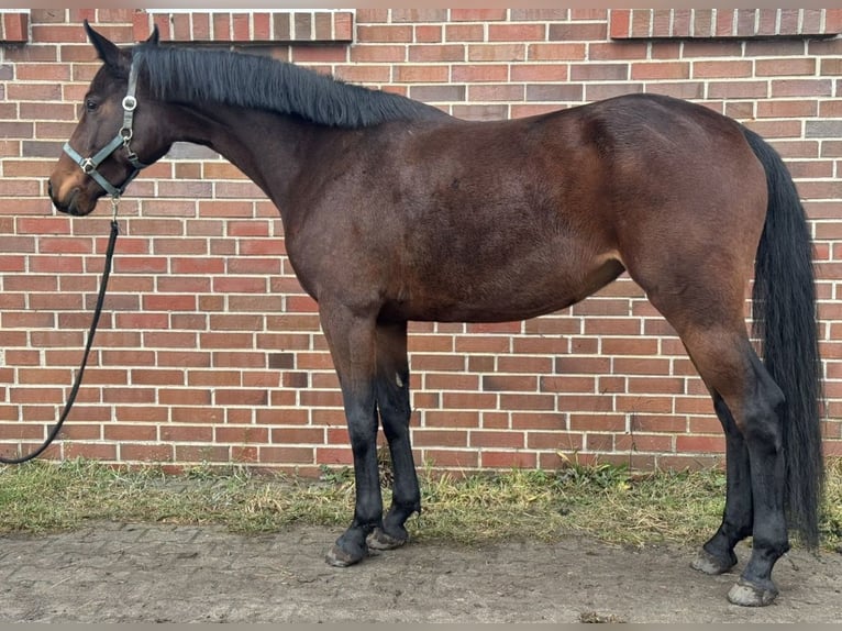 Sang-chaud Mecklembourg Jument 5 Ans 161 cm Bai in Ducherow