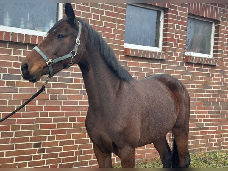 Sang-chaud Mecklembourg Jument 5 Ans 161 cm Bai in Ducherow