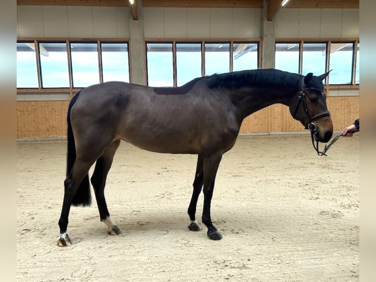 Sang-chaud Mecklembourg Jument 5 Ans 166 cm Bai brun in Hohen Wieschendorf