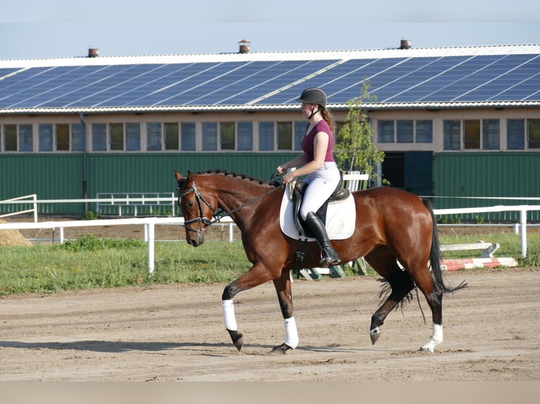 Sang-chaud Mecklembourg Jument 5 Ans 168 cm Bai in Ganschow