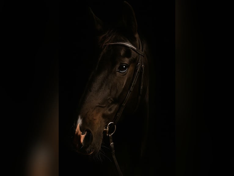 Sang-chaud Mecklembourg Jument 5 Ans 170 cm Noir in Malente