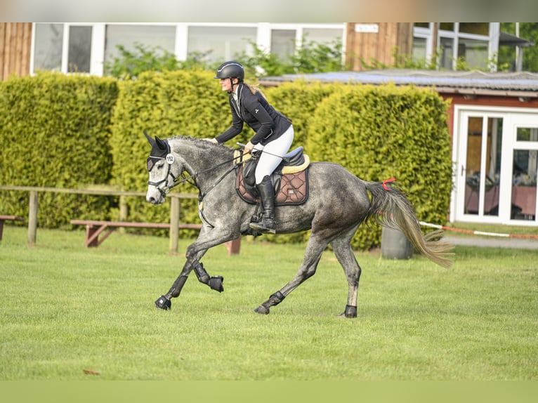 Sang-chaud Mecklembourg Jument 6 Ans 155 cm Gris pommelé in Steinau
