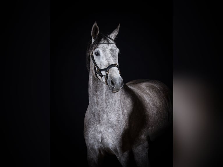Sang-chaud Mecklembourg Jument 6 Ans 155 cm Gris pommelé in Steinau