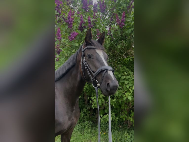 Sang-chaud Mecklembourg Jument 6 Ans 160 cm Noir in Banzkow