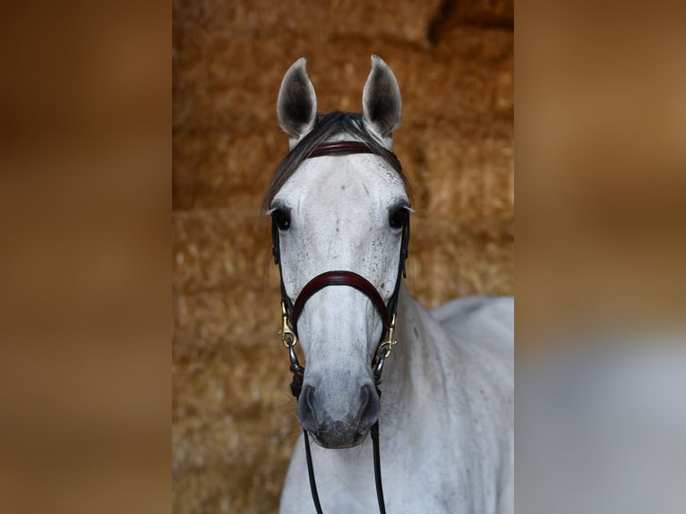 Sang-chaud Mecklembourg Jument 6 Ans 162 cm Gris in Geilenkirchen