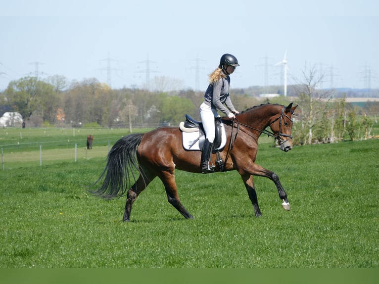 Sang-chaud Mecklembourg Jument 6 Ans 164 cm Bai in Ganschow