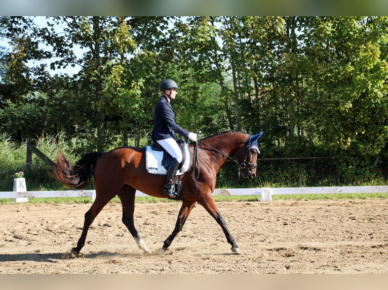 Sang-chaud Mecklembourg Jument 6 Ans 165 cm Bai in Cronskamp