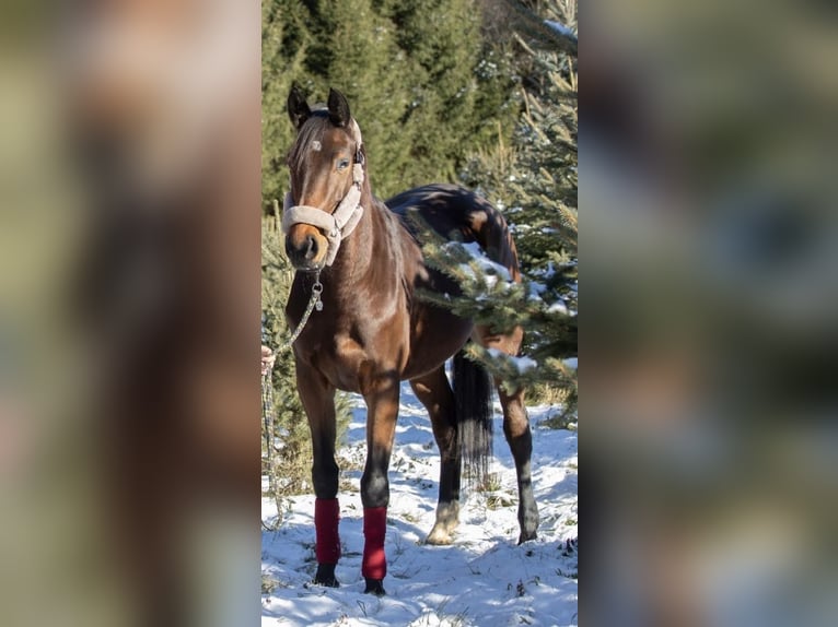 Sang-chaud Mecklembourg Jument 6 Ans 165 cm Bai in Kreuzen