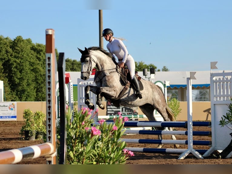 Sang-chaud Mecklembourg Jument 6 Ans 166 cm Gris in Palingen
