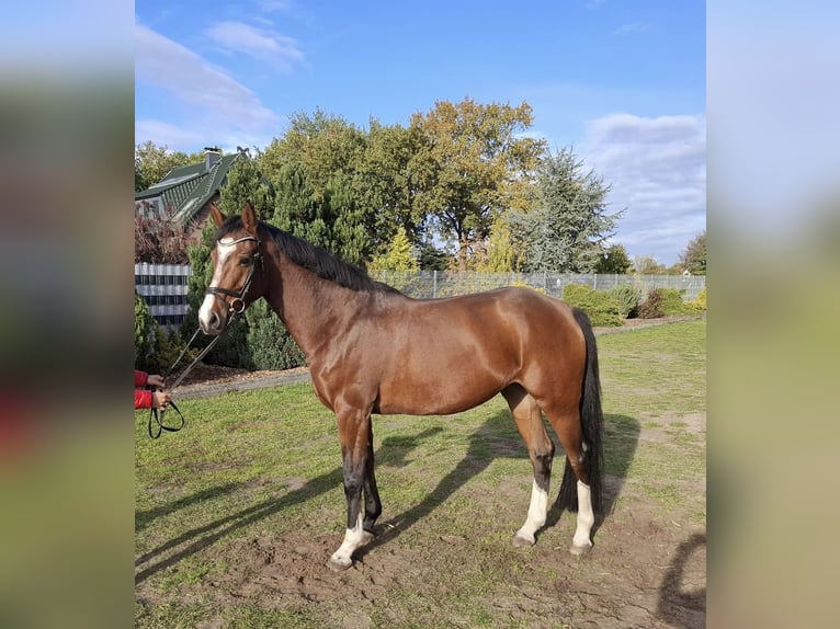 Sang-chaud Mecklembourg Jument 6 Ans 167 cm Bai in Ludwigslust