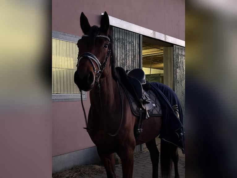 Sang-chaud Mecklembourg Jument 6 Ans 170 cm Bai in Damm