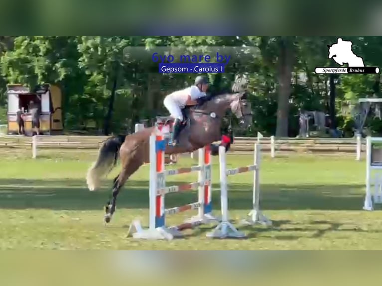 Sang-chaud Mecklembourg Jument 6 Ans 173 cm Gris in Gadow