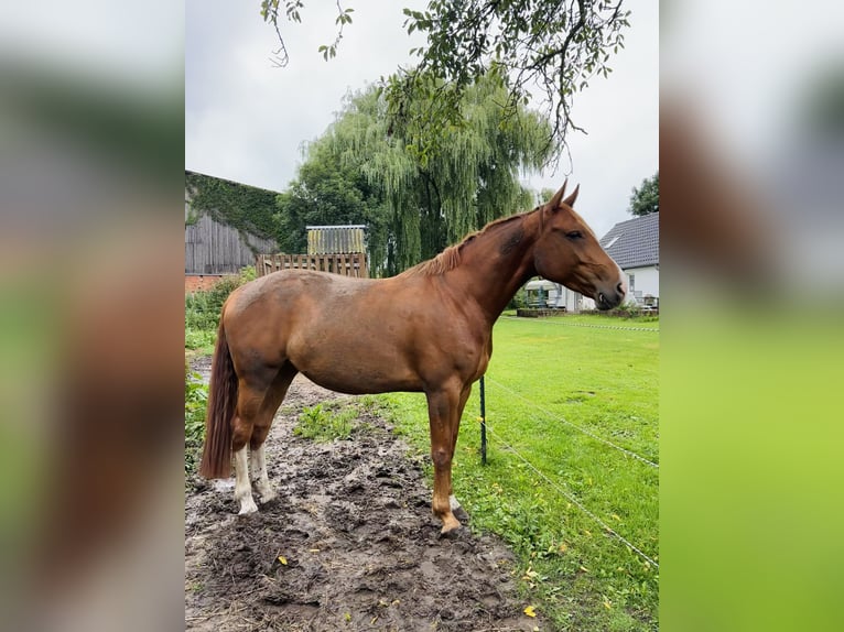 Sang-chaud Mecklembourg Jument 7 Ans 164 cm Alezan in Rostock
