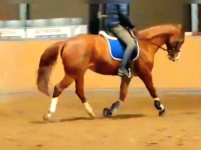 Sang-chaud Mecklembourg Jument 7 Ans 168 cm Alezan in Kuhlen-Wendorf