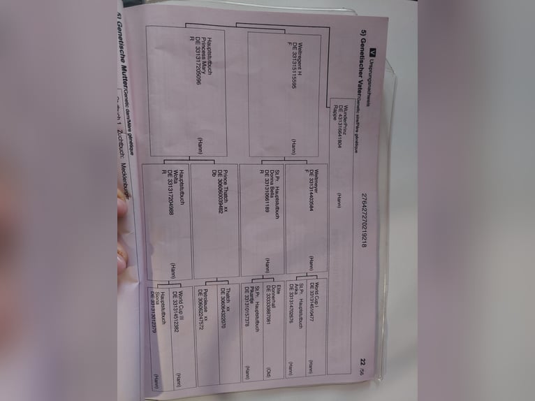Sang-chaud Mecklembourg Jument 7 Ans 168 cm Alezan in Kuhlen-Wendorf