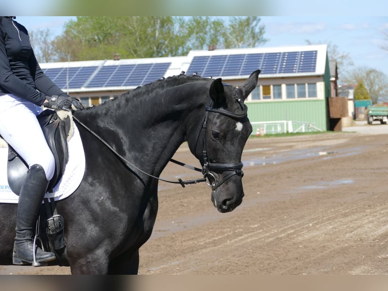 Sang-chaud Mecklembourg Jument 7 Ans 168 cm Noir in Ganschow