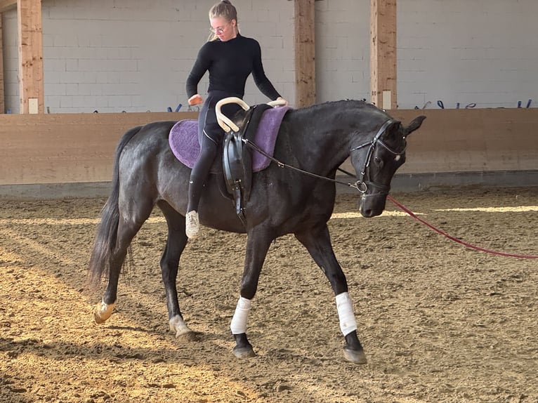 Sang-chaud Mecklembourg Jument 7 Ans 168 cm Noir in Ganschow