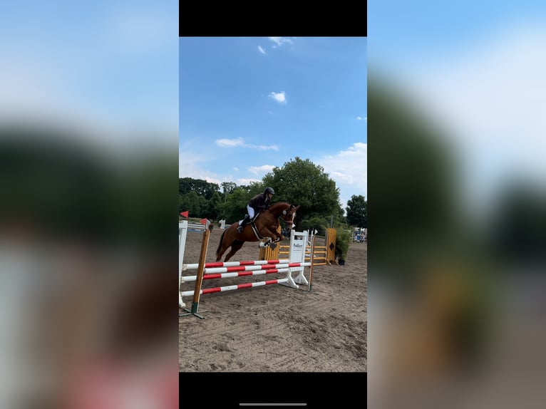 Sang-chaud Mecklembourg Jument 8 Ans 163 cm Alezan in Berlin