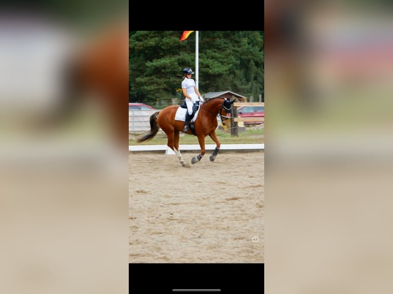 Sang-chaud Mecklembourg Jument 8 Ans 163 cm Alezan in Berlin