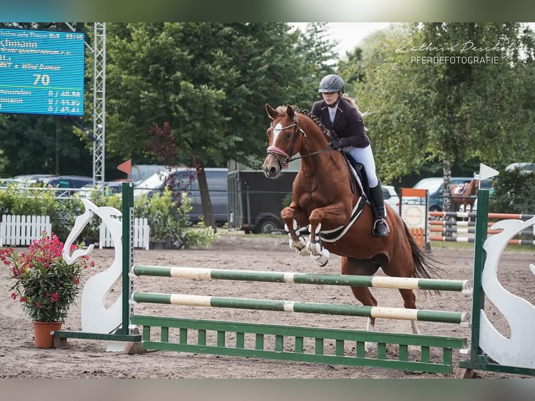 Sang-chaud Mecklembourg Jument 8 Ans 163 cm Alezan in Berlin