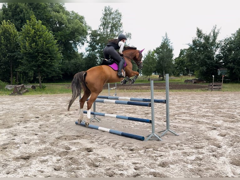 Sang-chaud Mecklembourg Jument 8 Ans 163 cm Alezan in Berlin
