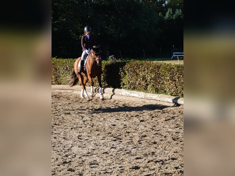 Sang-chaud Mecklembourg Jument 8 Ans 163 cm Alezan in Berlin