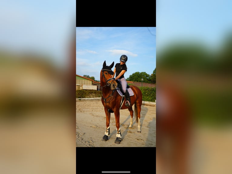 Sang-chaud Mecklembourg Jument 8 Ans 163 cm Alezan in Berlin