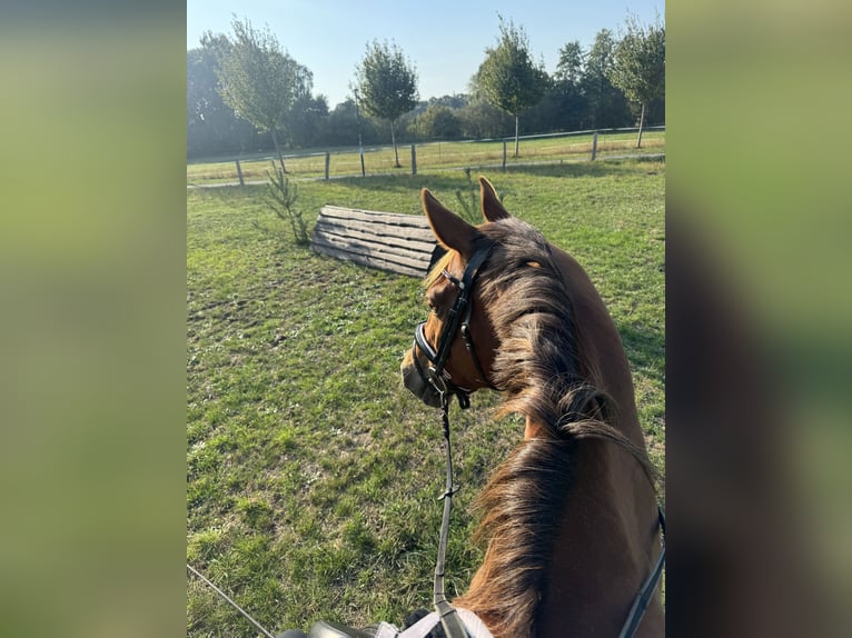 Sang-chaud Mecklembourg Jument 8 Ans 163 cm Alezan in Berlin