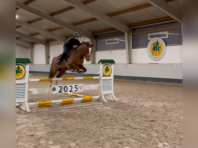 Sang-chaud Mecklembourg Jument 8 Ans 163 cm Alezan in Berlin