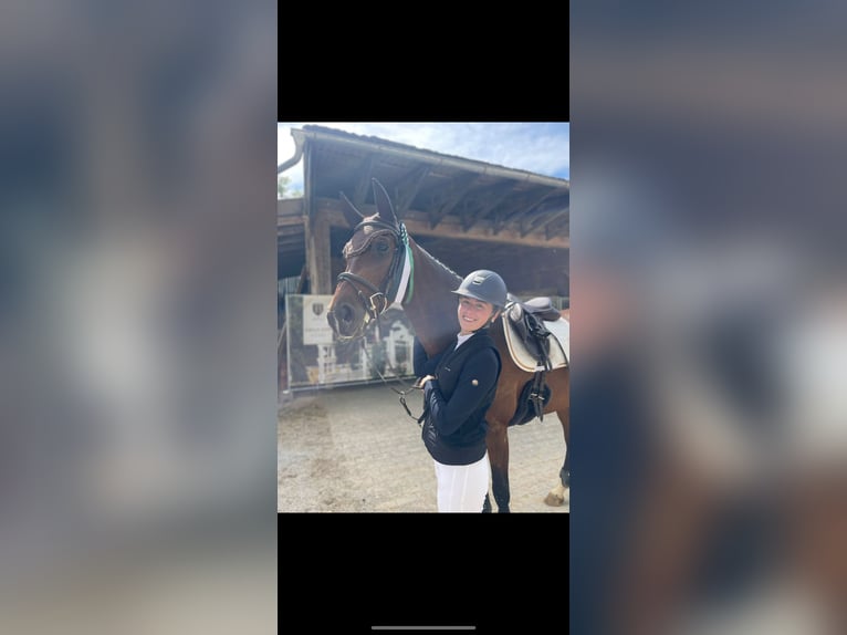 Sang-chaud Mecklembourg Jument 8 Ans 168 cm Bai in Neumarkt in der Oberpfalz