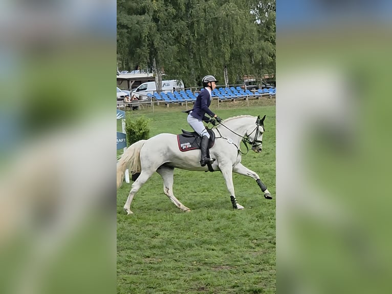 Sang-chaud Mecklembourg Jument 8 Ans 168 cm Gris in bei Neustadt / Dosse