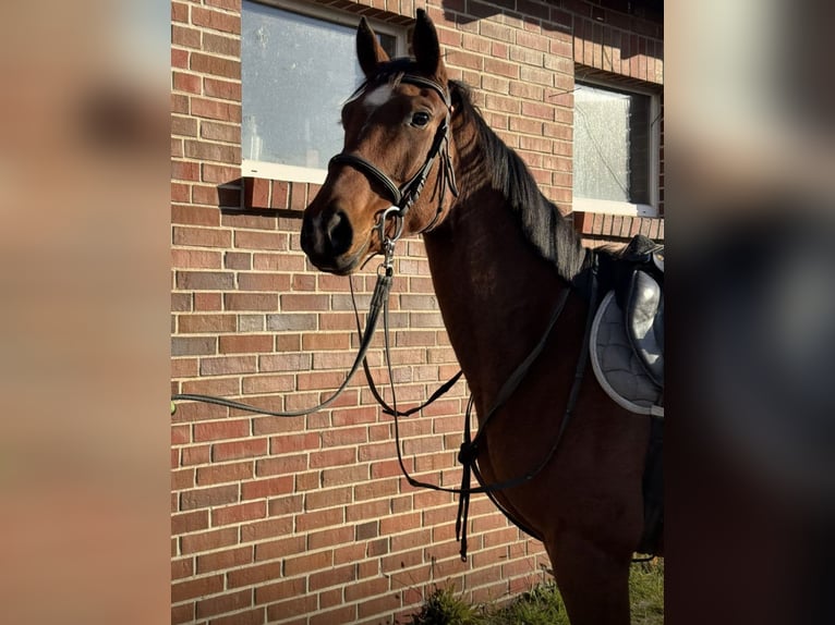 Sang-chaud Mecklembourg Jument 9 Ans 162 cm Bai in Ducherow