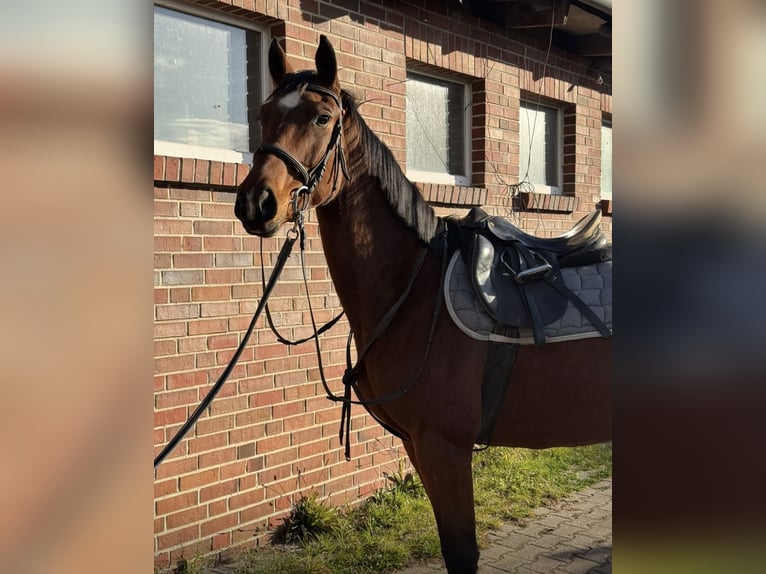 Sang-chaud Mecklembourg Jument 9 Ans 162 cm Bai in Ducherow