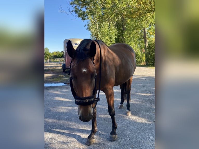 Sang-chaud Mecklembourg Jument 9 Ans 165 cm Bai in Sande Mariensiel