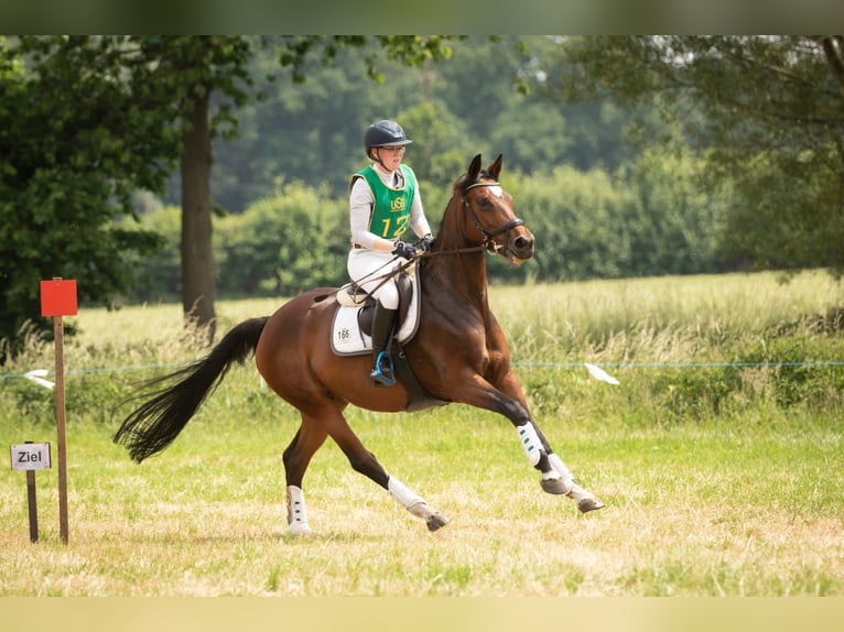 Sang-chaud Mecklembourg Jument 9 Ans 166 cm Bai in Havixbeck