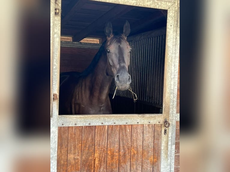 Sang-chaud Mecklembourg Jument 9 Ans 166 cm Noir in Sassen-Trantow