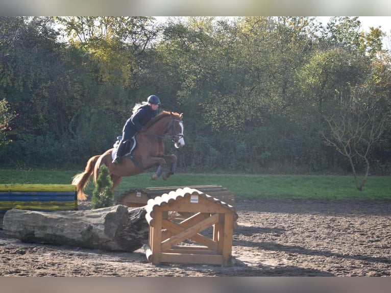 Sang-chaud Mecklembourg Jument 9 Ans 167 cm Alezan in Satow